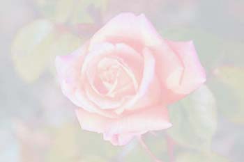 rose1