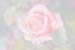 rose1